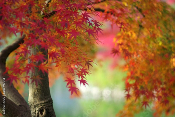 Obraz 散策のスナップショット