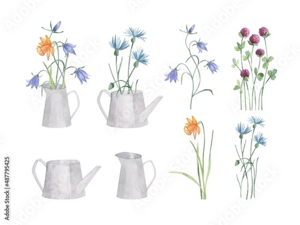 Fototapeta Watercolor collection wild herbs flowers in watering can and jug. Hand drawn botanical flowers