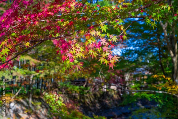 Fototapeta 静岡県伊豆市修善寺温泉街の紅葉