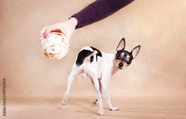 Fototapeta тойфокс_9