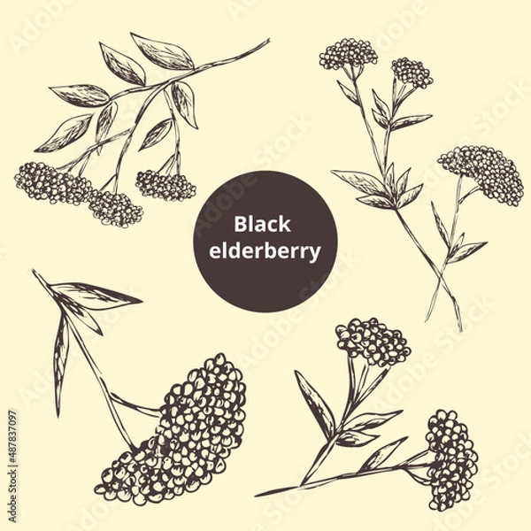Fototapeta Hand drawn vintage sketch. Image of black elderberry, branch. Outline of the silhouette. pharmacy set. Eps template print for label, package, box