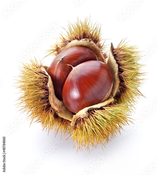 Obraz chestnuts