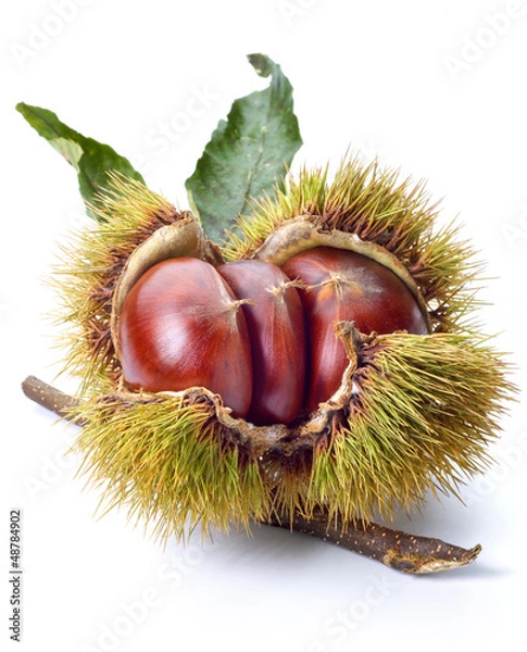 Fototapeta chestnuts