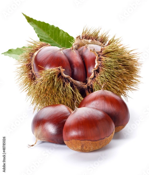 Fototapeta chestnuts