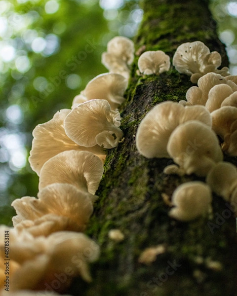 Obraz Oyster Mushrooms on Tree