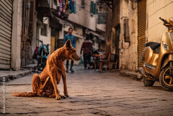 Fototapeta Brown stray dog on the streets of cairo, scratching itself as it is full of fleas. Example of poverty with many stray cats and dogs everywhere