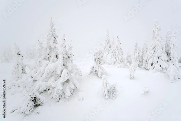 Obraz snow covered spruces on misty windy hilltop peak foggy weather