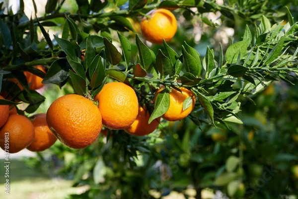 Obraz Citrus myrtifolia