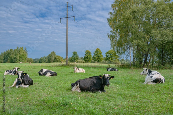 Obraz Cow group
