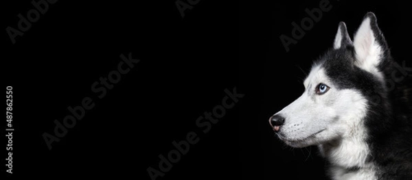 Fototapeta Beautiful Siberian Husky dog portrait with blue eyes on black background, side view. Copy space, banner.