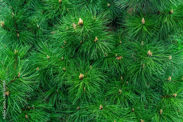 Fototapeta Pine branches