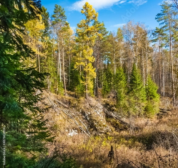 Fototapeta Autumn landscape with trees, grass and blue sky