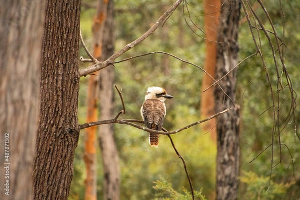 Fototapeta Kookaburra in the bush