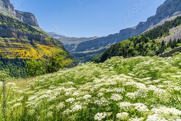 Obraz Views of the Ordesa valley with white flowers in the foreground.