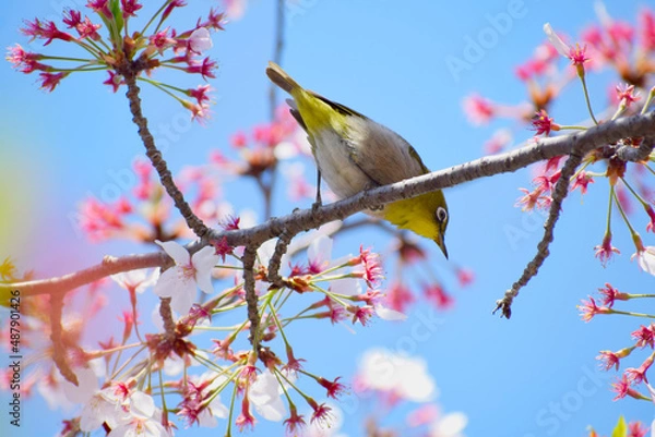 Fototapeta 桜の蜜を吸いに来たメジロ
