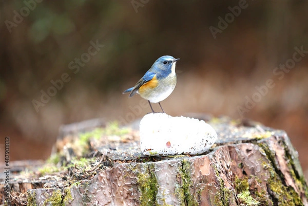 Obraz 雪の上に佇む可愛いルリビタキ