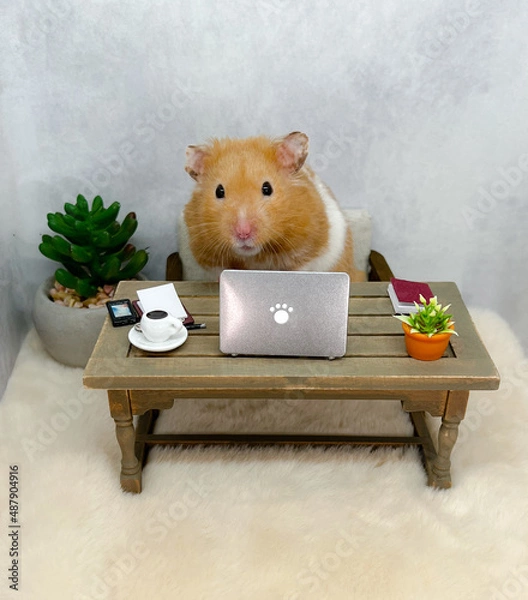 Fototapeta Cute Syrian hamster working on a laptop computer 