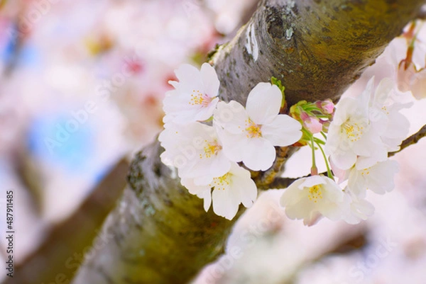 Fototapeta 枝に咲いた桜の花