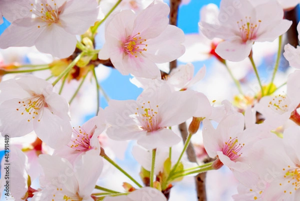 Fototapeta 満開の咲いた桜の花