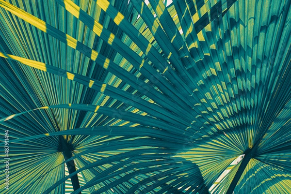 Obraz tropical palm leaf, abstract blue background