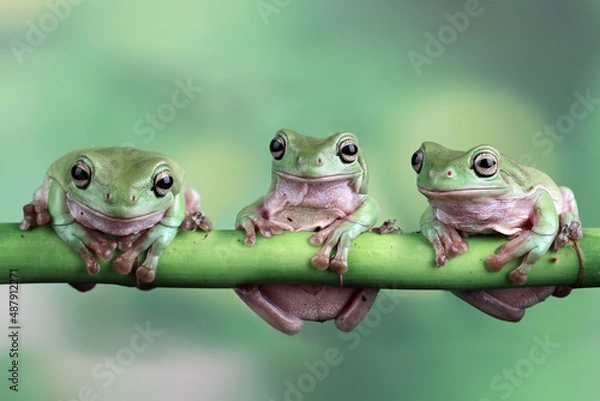 Obraz Australian green tree frogs