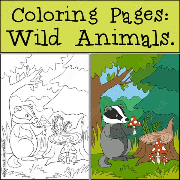 Fototapeta Coloring Pages: Wild Animals. Little cute badger sits and holds an amanita in the hands.