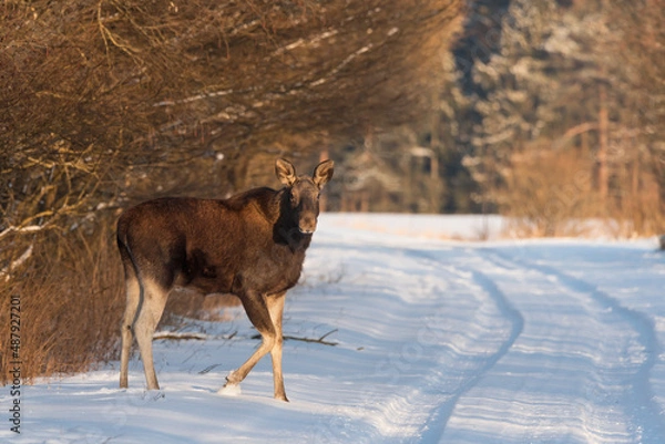 Obraz Winter sunny day. A young moose cow comes out of the forest onto the road. Close-up. The animal stands in profile and looks directly into the camera. Hunting season. Trophy.