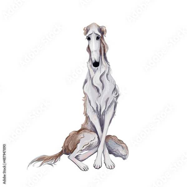 Obraz gray dog breed Russian Greyhound sits. isolated on white background