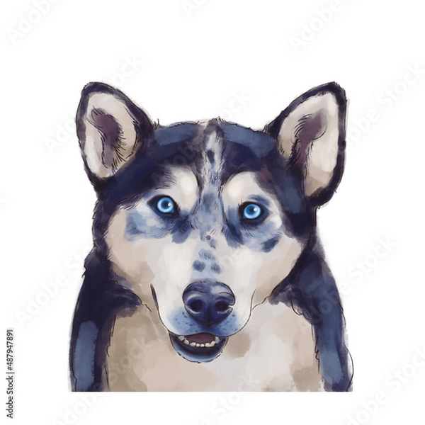Obraz Husky dog portrait. isolated on white background