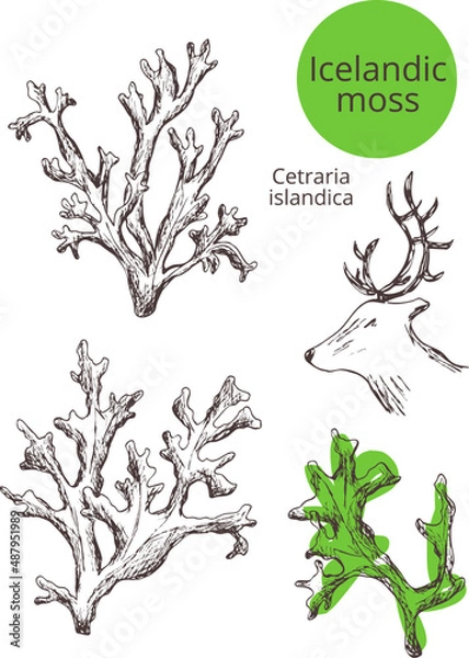 Fototapeta Hand drawn vintage vector sketch. Set Images of icelandic moss (cetraria islandica). Outline  of the silhouette on a transparent background. Pharmacy Eps template print for label, package, box