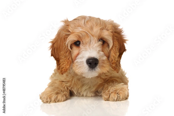 Fototapeta szczeniak cavapoo