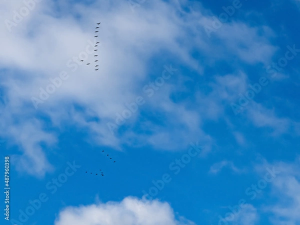 Fototapeta high in the sky small groups of migratory birds