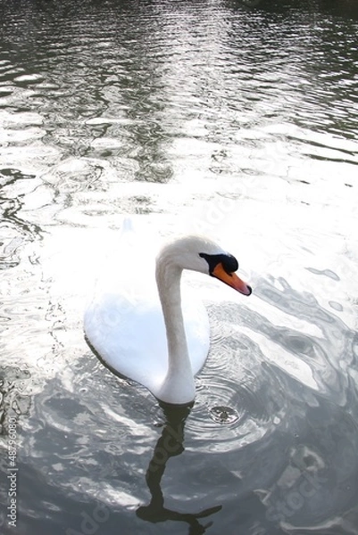 Obraz beautiful white swan on a lake in Cirencester, Uk