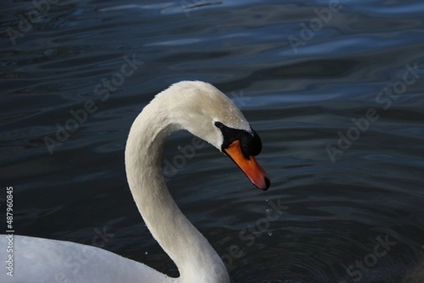 Obraz beautiful white swan on a lake in Cirencester, Uk