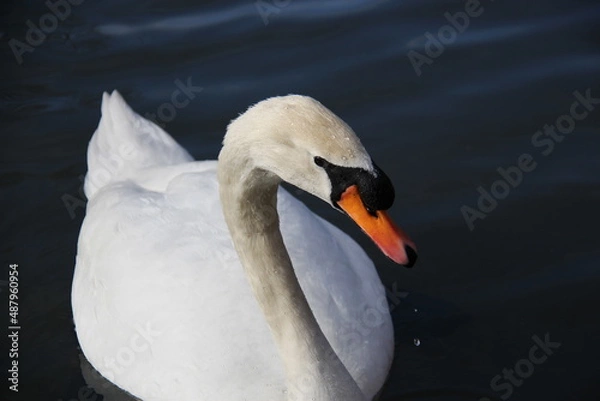 Obraz beautiful white swan on a lake in Cirencester, Uk