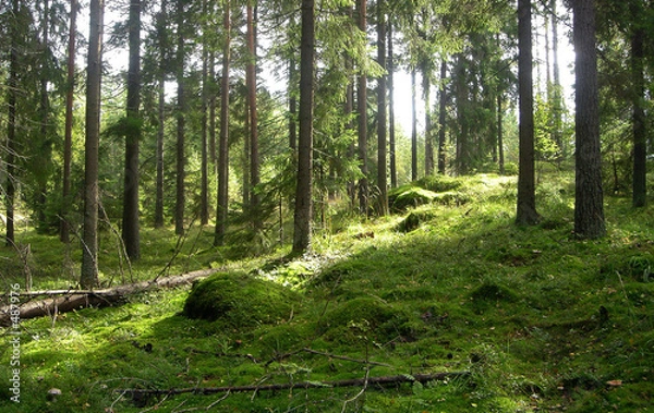 Obraz forest in the summer
