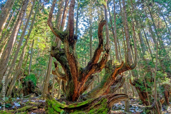 Obraz 21世紀の森公園の株杉
