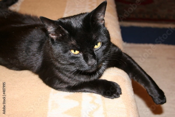 Obraz kater auf dem sofa