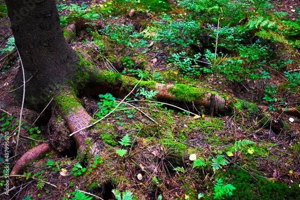 Obraz tree root covered with green moss