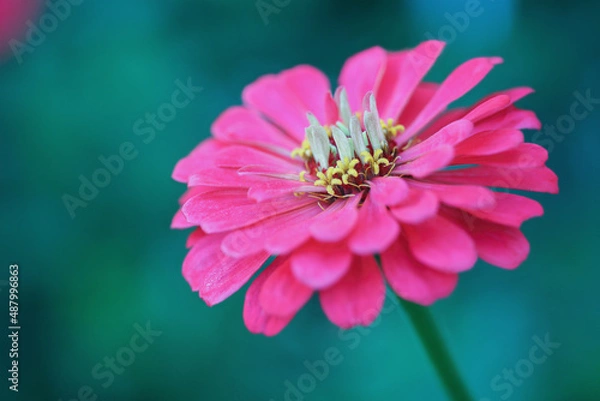 Fototapeta Selective focus of a beautiful abstract macro of a macro of Supreme Zinnias Salmon Coral colored flower with blurred background.