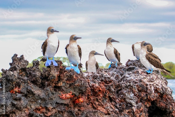 Obraz Blue-footed Boobies resting on a rocky outcrop in Elizabeth Bay off the coast of Isabela Island in the Galapagos Islands.	