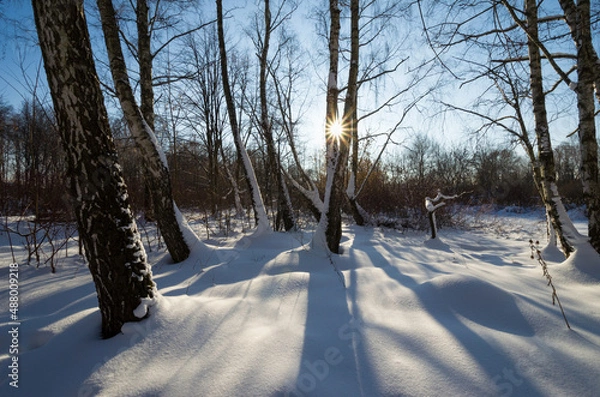 Obraz Beautiful winter forest landscape with trees and the sun in the center