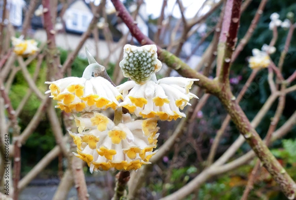 Fototapeta Close up of the flowers and buds of the winter flowering deciduous shrub Paperbush (Edgeworthia chrysantha) Delicately scented, blooms before the foliage appears. Selective focus. Space for text. UK.