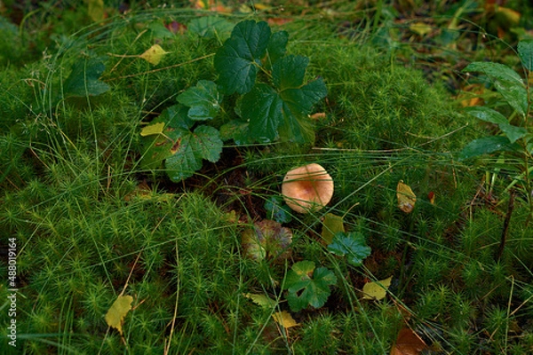 Obraz _DSC20210903F4