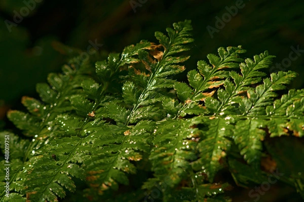 Obraz _DSC20210813F9