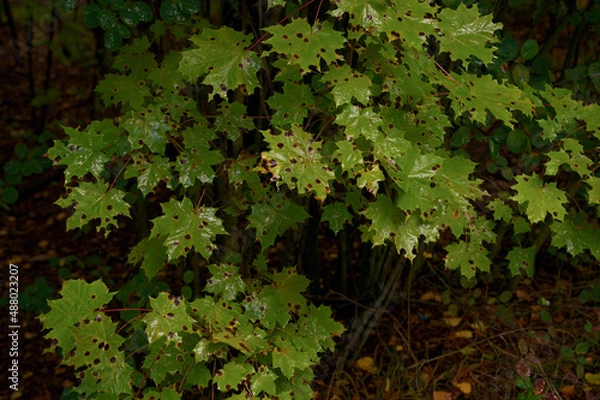 Fototapeta _DSC20210903F12