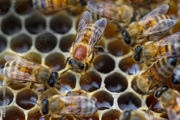 Obraz ruche et reine