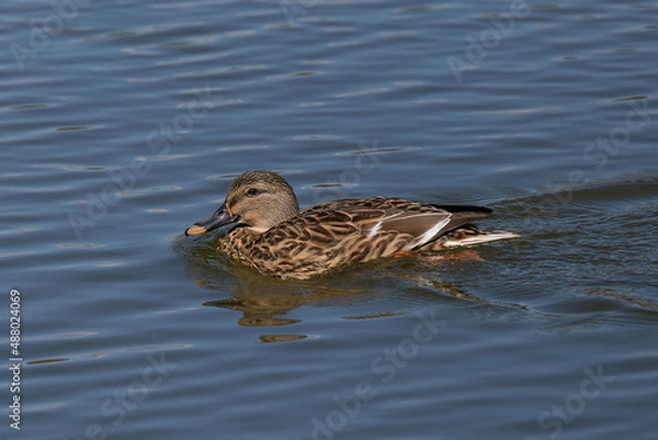 Fototapeta 優雅に泳ぐ鴨