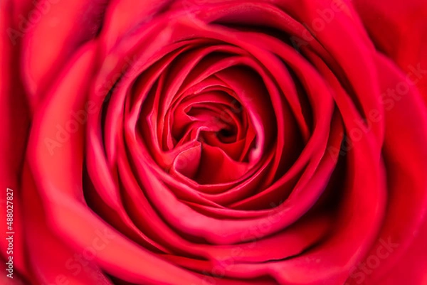 Fototapeta Red Rose Close up view