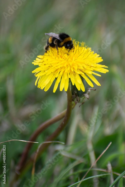 Fototapeta Bee collecting pollen from a Dandelion (taraxacum)